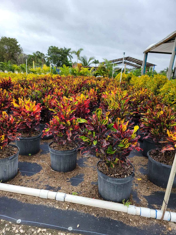 codiaeum-variegatum-mammey-croton