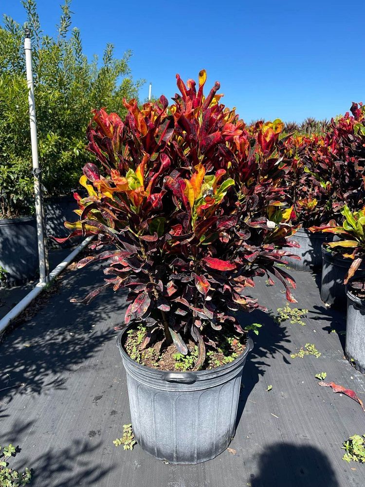 codiaeum-variegatum-mammey-croton