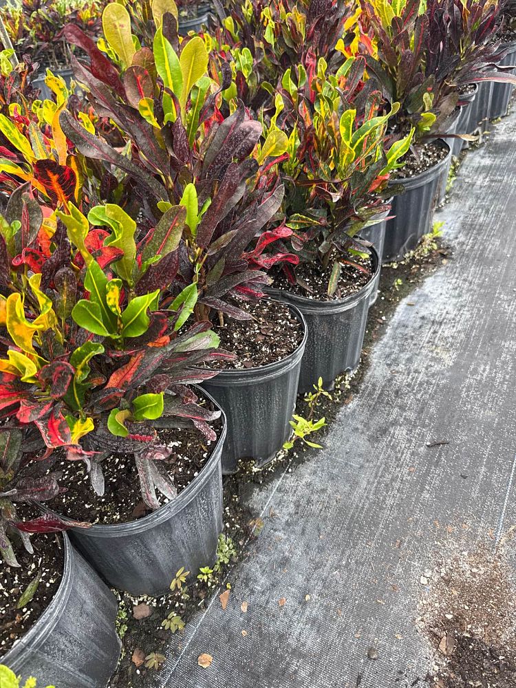codiaeum-variegatum-mammey-croton