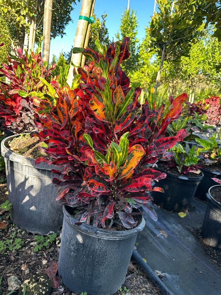 codiaeum-variegatum-mammey-croton