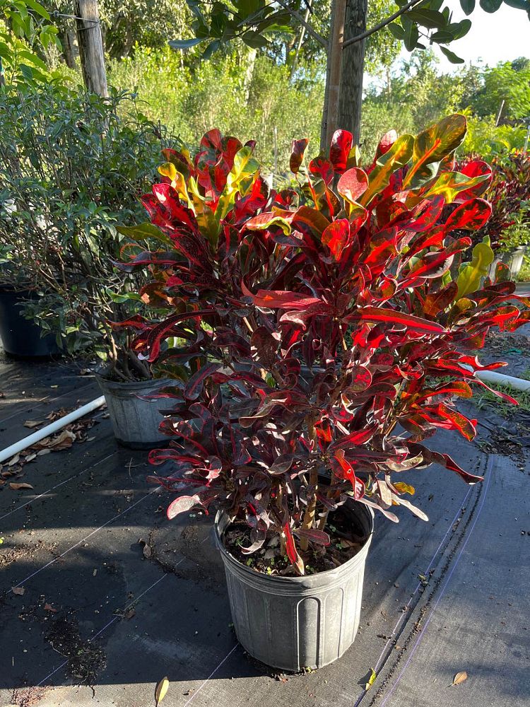 codiaeum-variegatum-mammey-croton