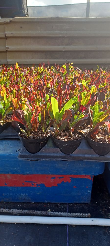 codiaeum-variegatum-mammey-croton