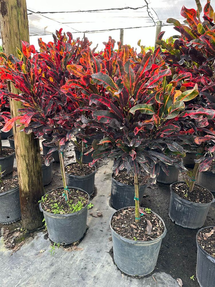 codiaeum-variegatum-mammey-croton