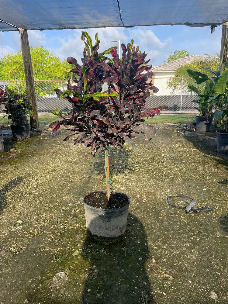 codiaeum-variegatum-mammey-croton