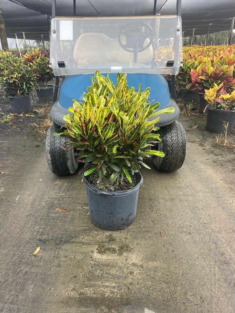 codiaeum-variegatum-mammey-croton