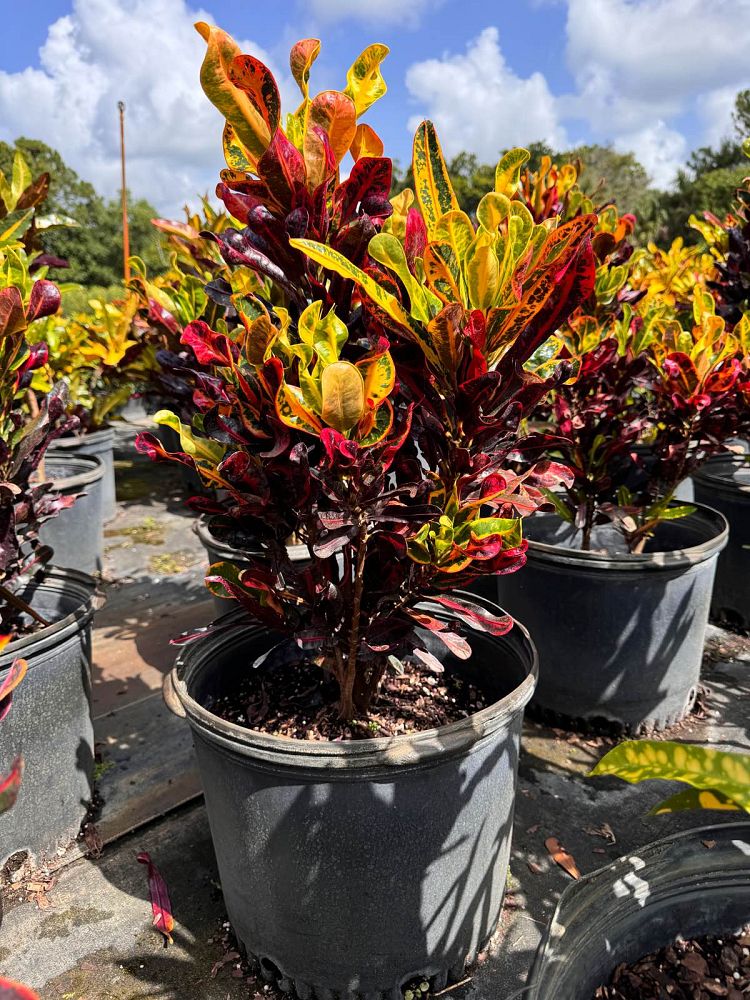 codiaeum-variegatum-mammey-croton