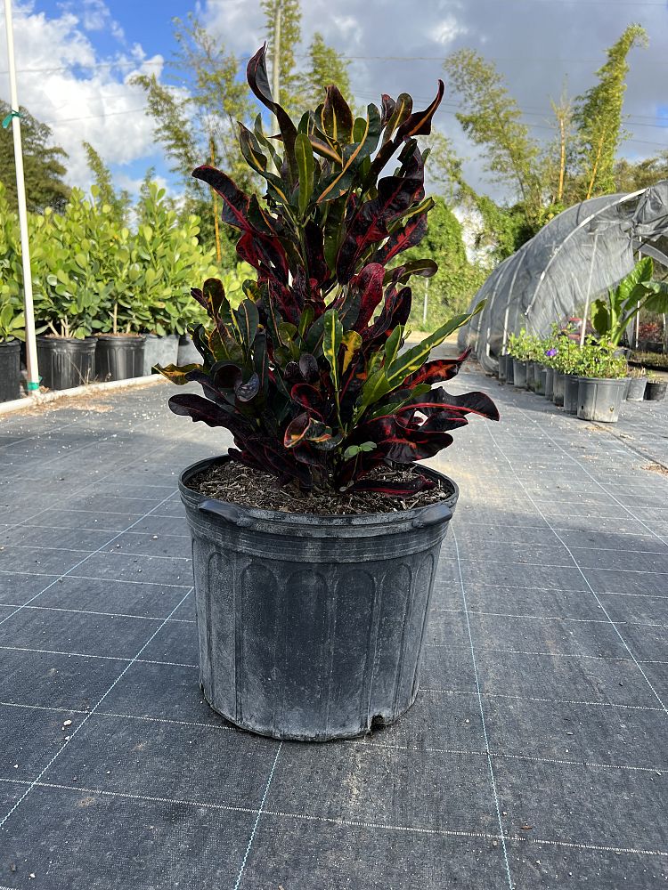 codiaeum-variegatum-mammey-croton
