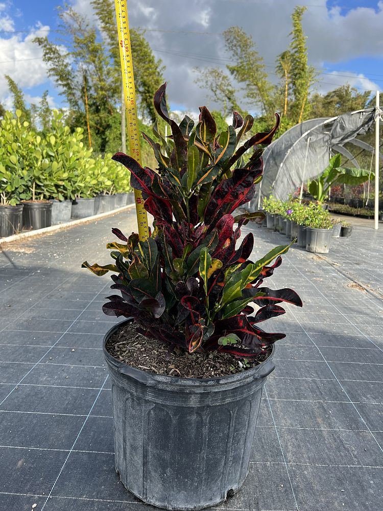 codiaeum-variegatum-mammey-croton