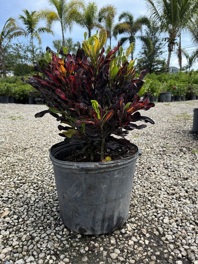 codiaeum-variegatum-mammey-croton
