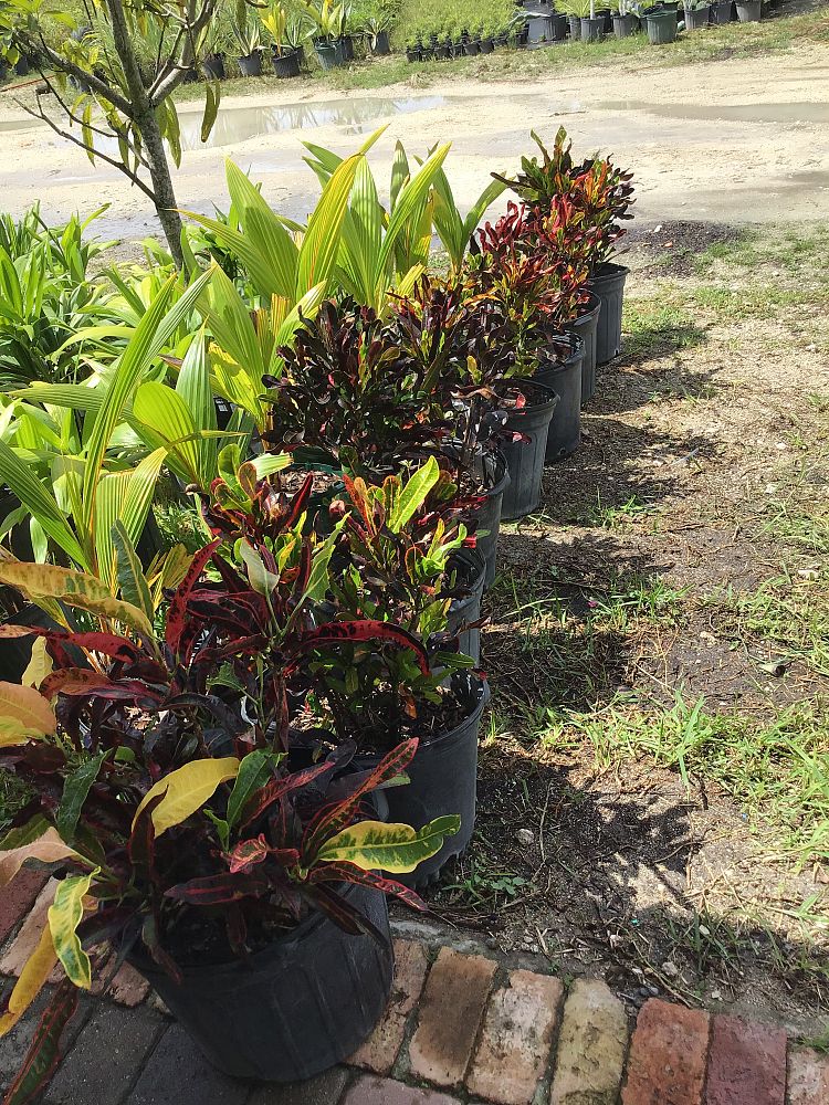 codiaeum-variegatum-mammey-croton