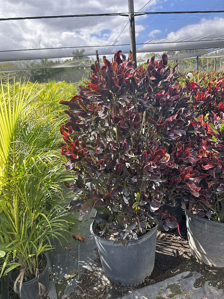 codiaeum-variegatum-mammey-croton