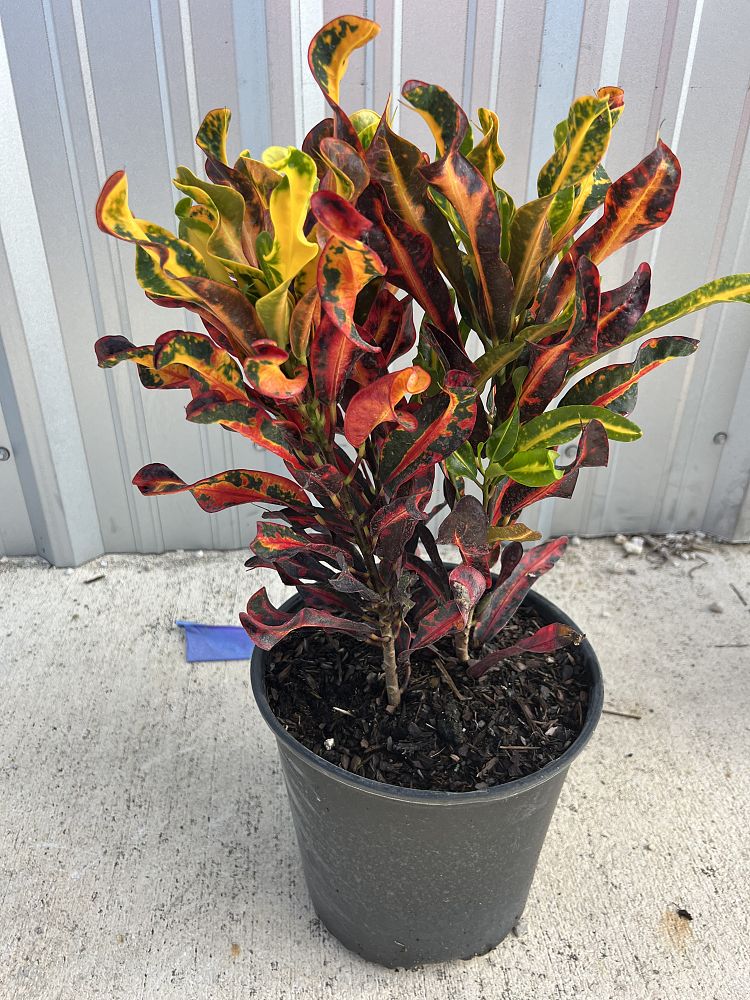 codiaeum-variegatum-mammey-croton