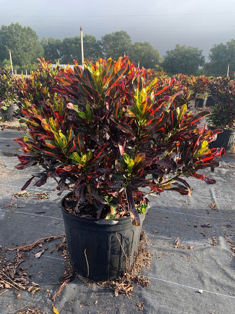 codiaeum-variegatum-mammey-croton