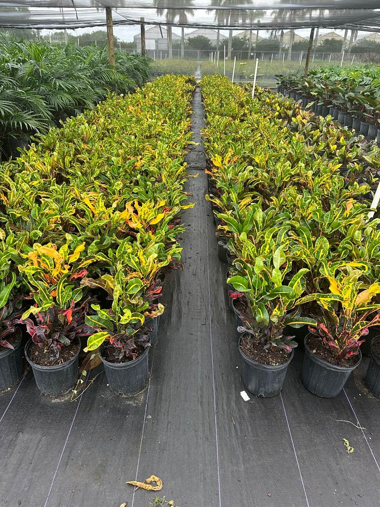 codiaeum-variegatum-mammey-croton