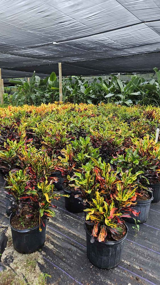 codiaeum-variegatum-mammey-croton