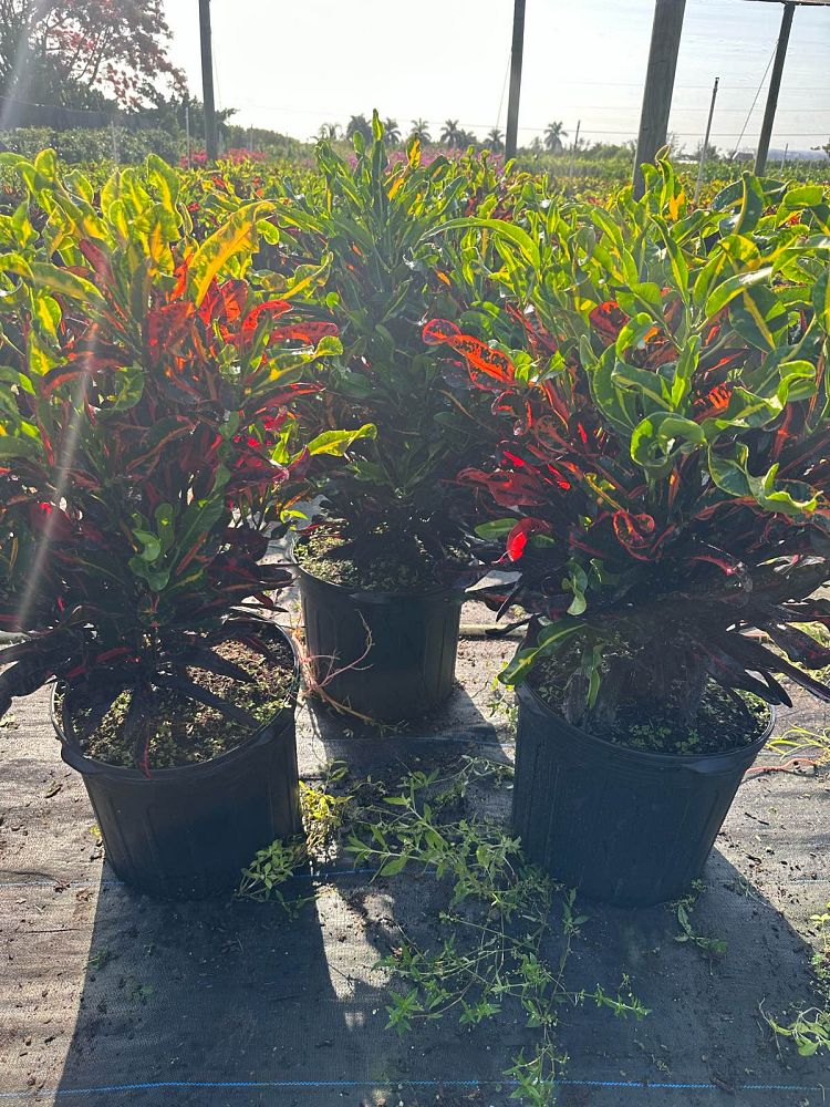 codiaeum-variegatum-mammey-croton