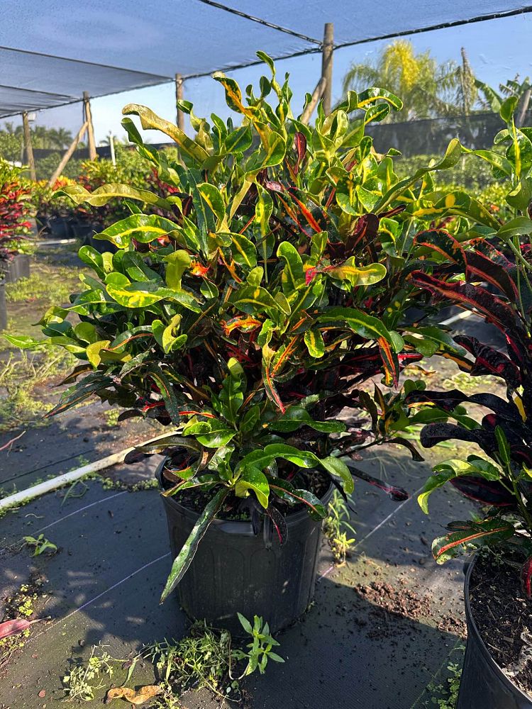 codiaeum-variegatum-mammey-croton