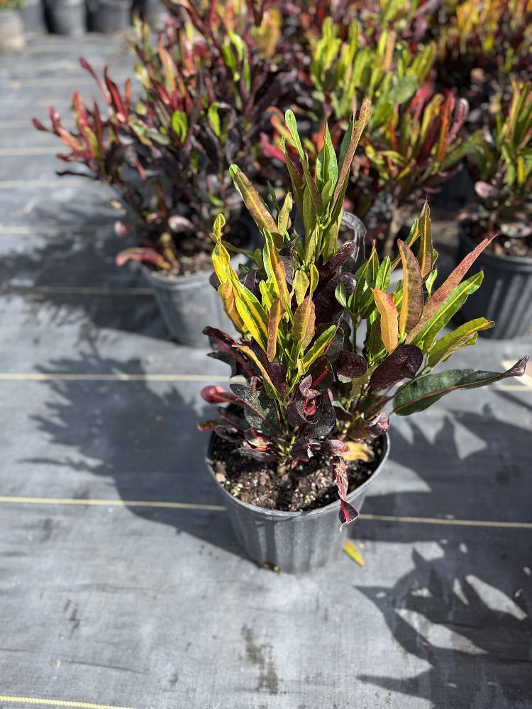 codiaeum-variegatum-mammey-croton