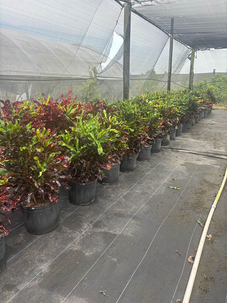 codiaeum-variegatum-mammey-croton