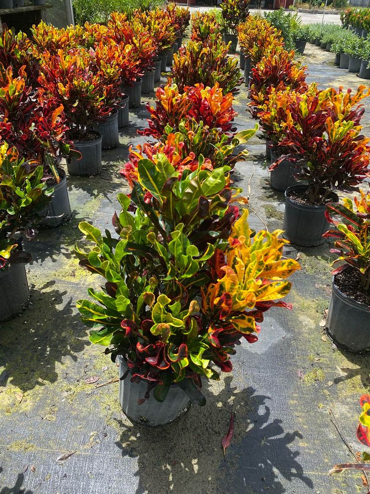 codiaeum-variegatum-mammey-croton