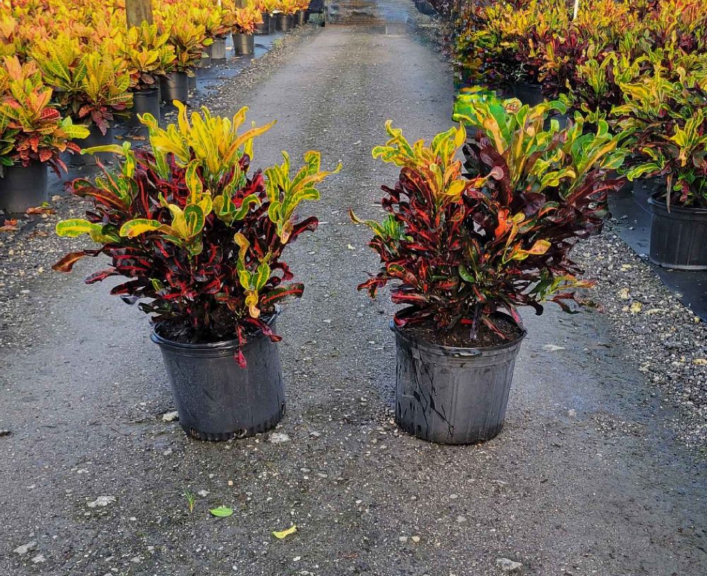 codiaeum-variegatum-mammey-croton