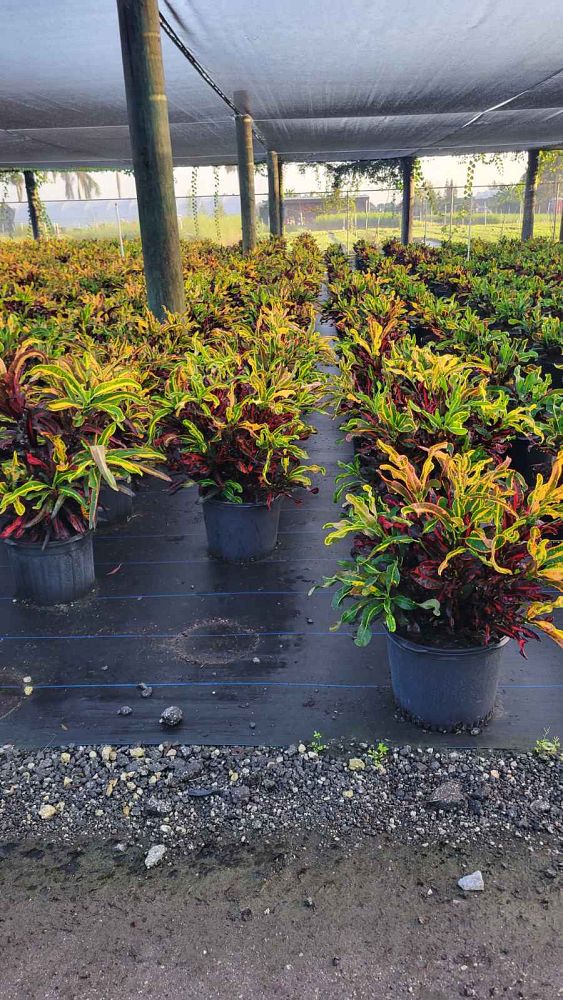 codiaeum-variegatum-mammey-croton