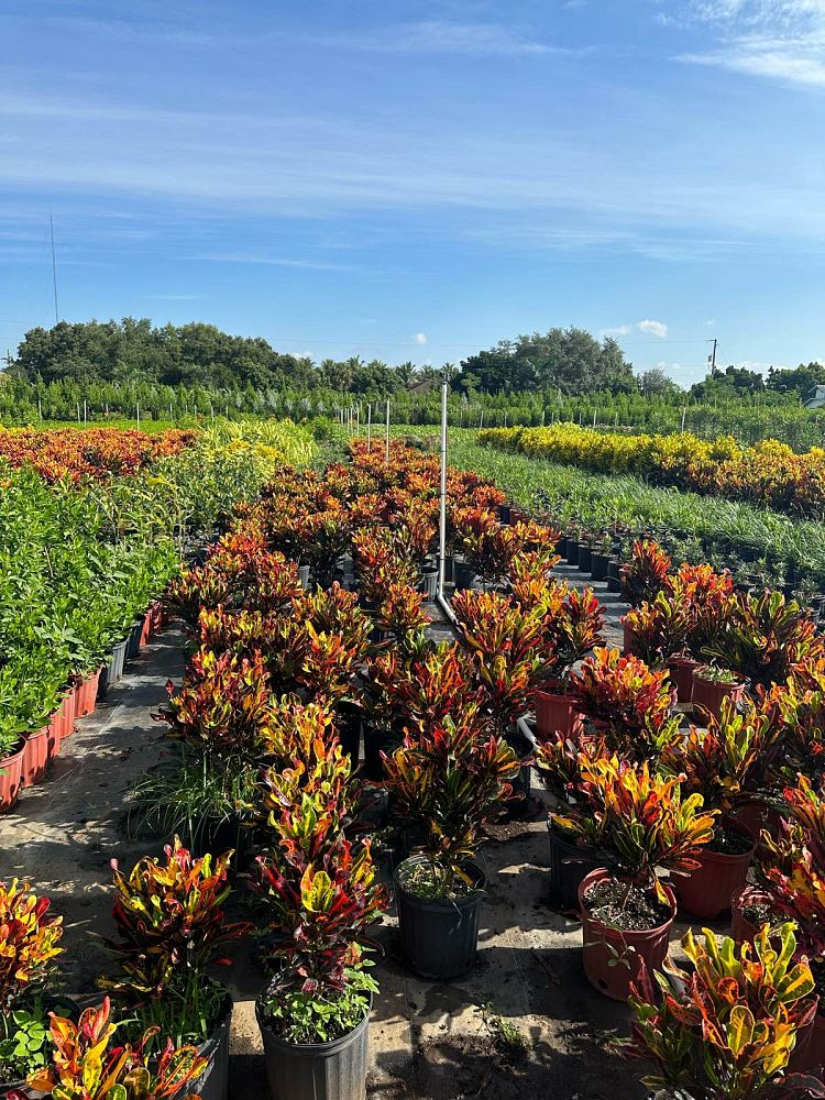 codiaeum-variegatum-mammey-croton
