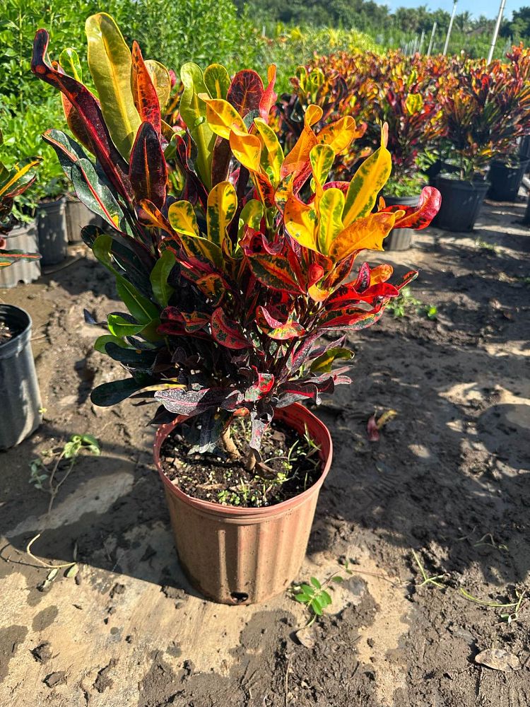 codiaeum-variegatum-mammey-croton