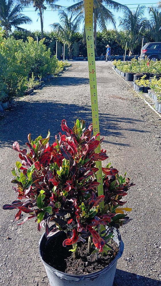 codiaeum-variegatum-mammey-croton