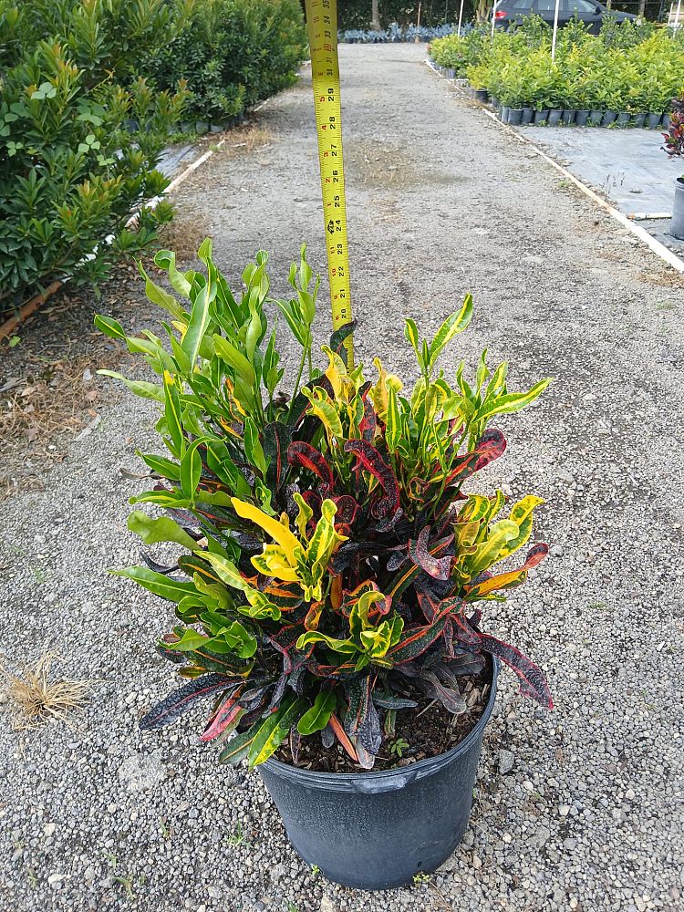 codiaeum-variegatum-mammey-croton