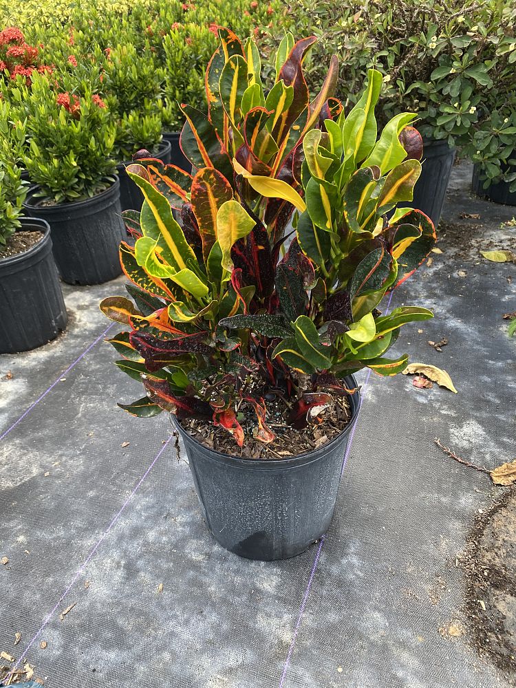 codiaeum-variegatum-mammey-croton