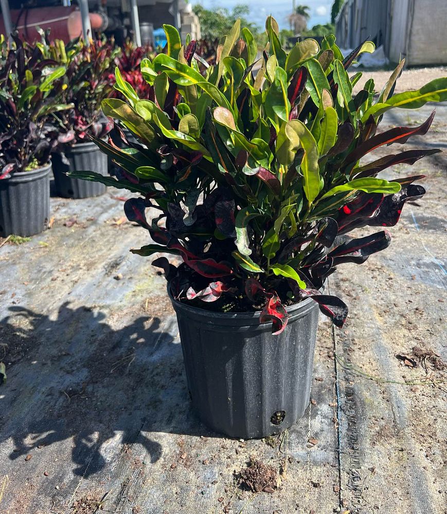 codiaeum-variegatum-mammey-croton