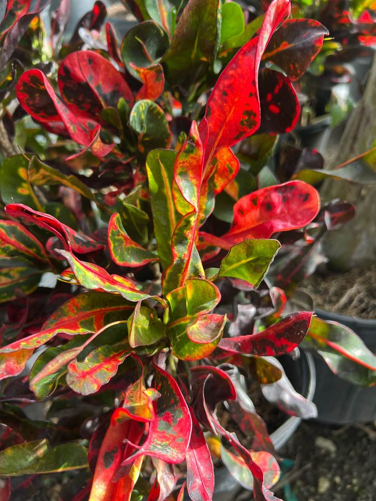 codiaeum-variegatum-mammey-croton