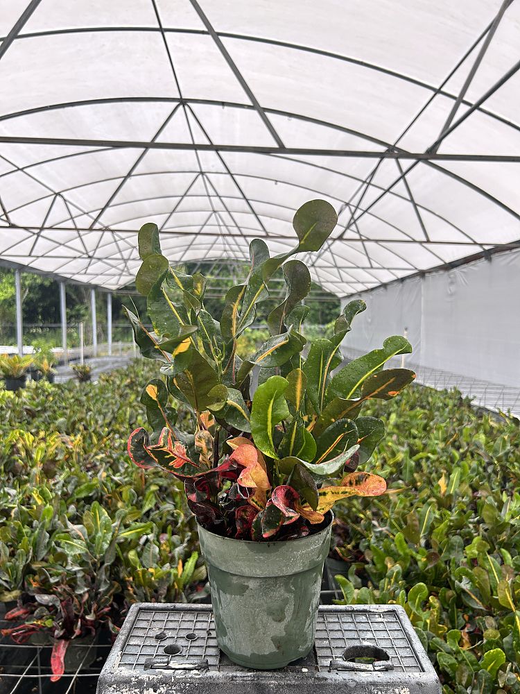 codiaeum-variegatum-mammey-croton