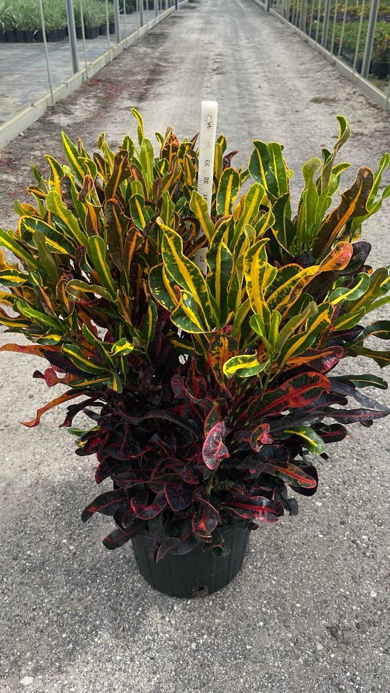 codiaeum-variegatum-mammey-croton