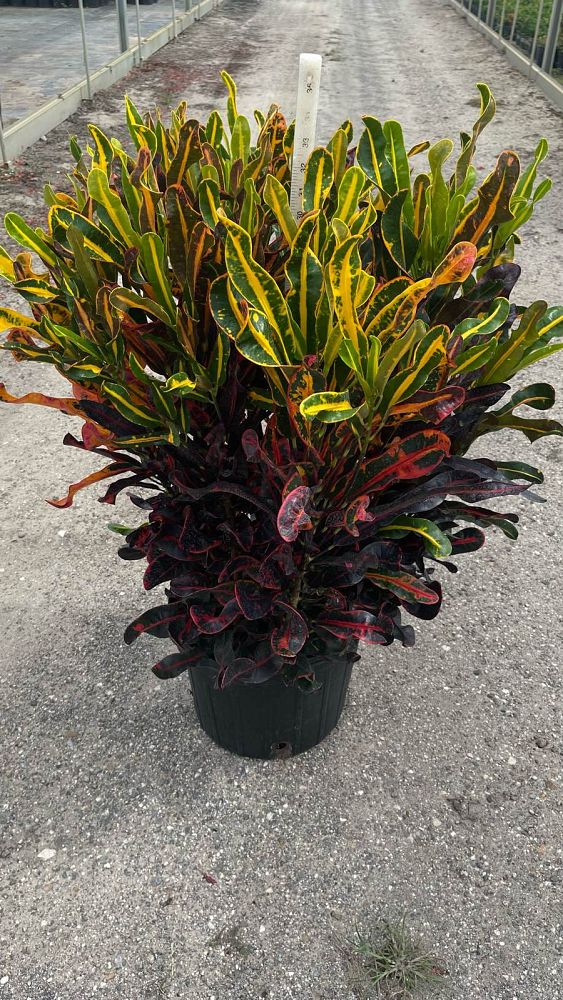 codiaeum-variegatum-mammey-croton