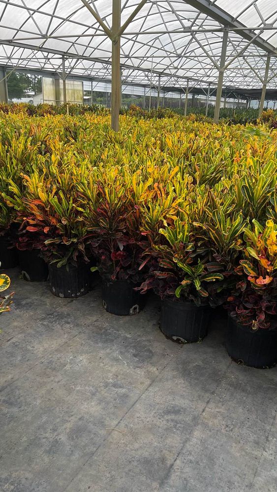 codiaeum-variegatum-mammey-croton