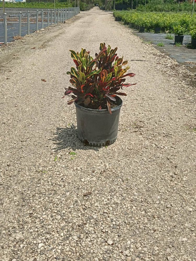 codiaeum-variegatum-mammey-croton