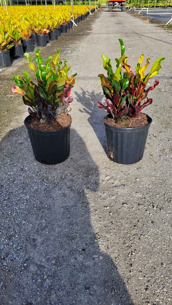 codiaeum-variegatum-mammey-croton