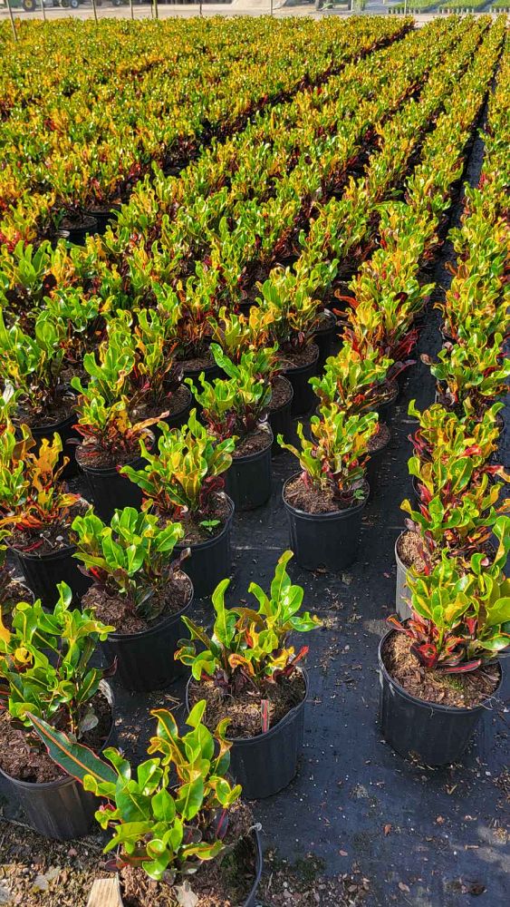 codiaeum-variegatum-mammey-croton