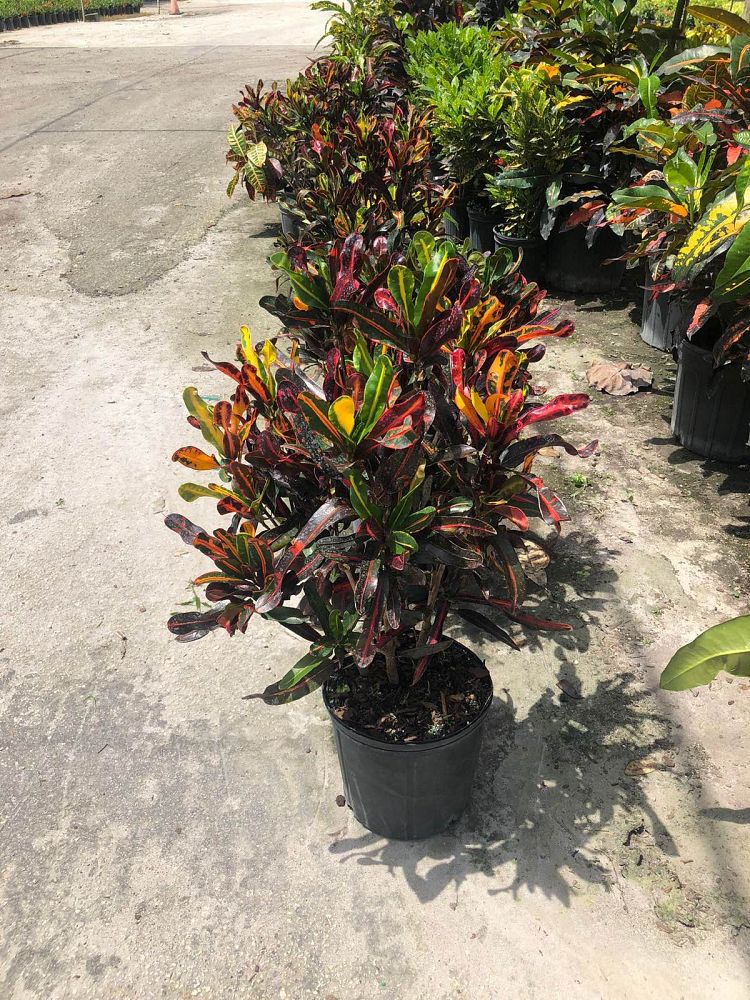 codiaeum-variegatum-mammey-croton