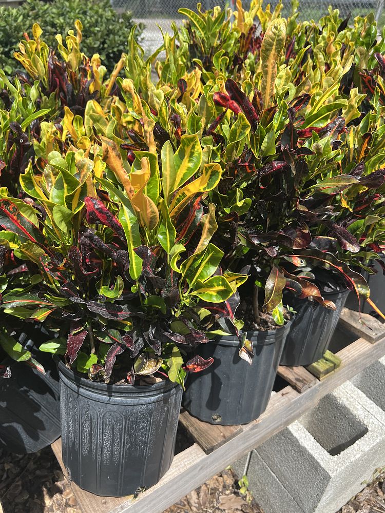 codiaeum-variegatum-mammey-croton