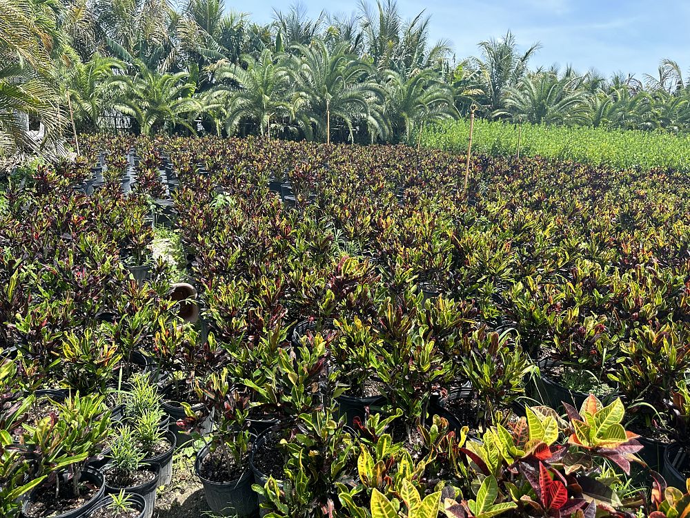 codiaeum-variegatum-mammey-croton