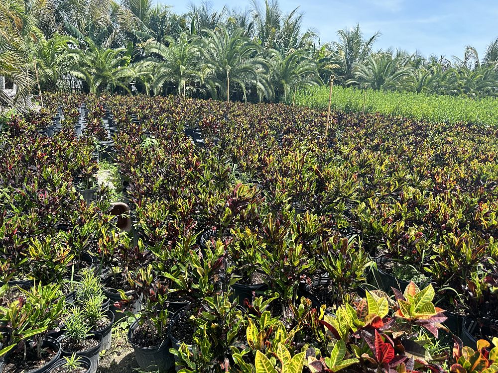 codiaeum-variegatum-mammey-croton