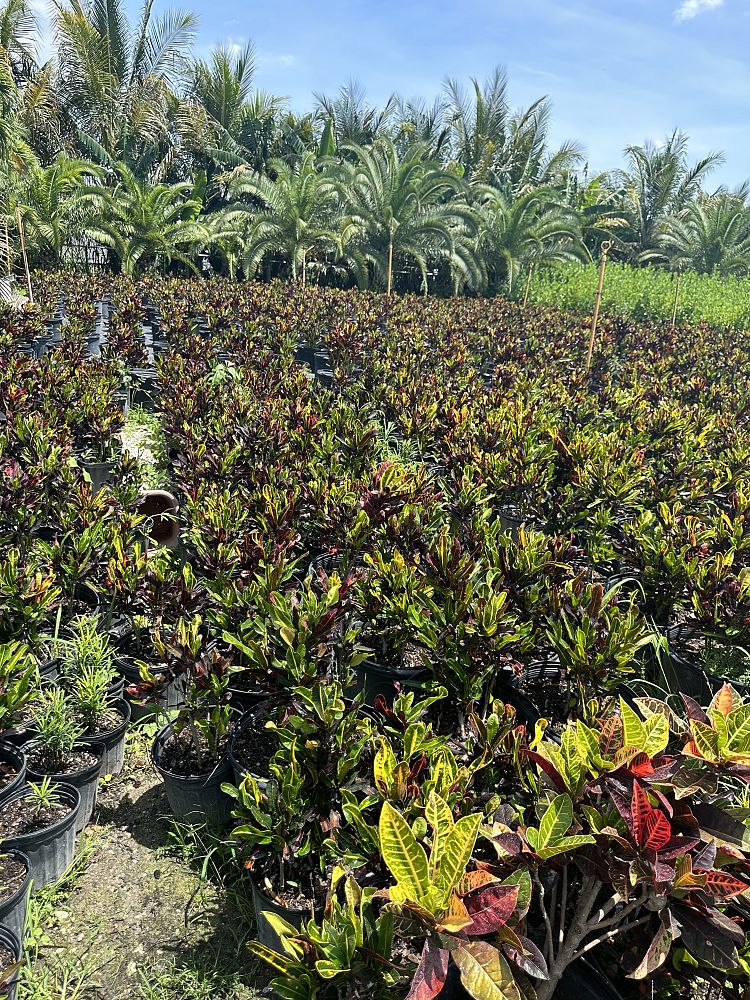 codiaeum-variegatum-mammey-croton