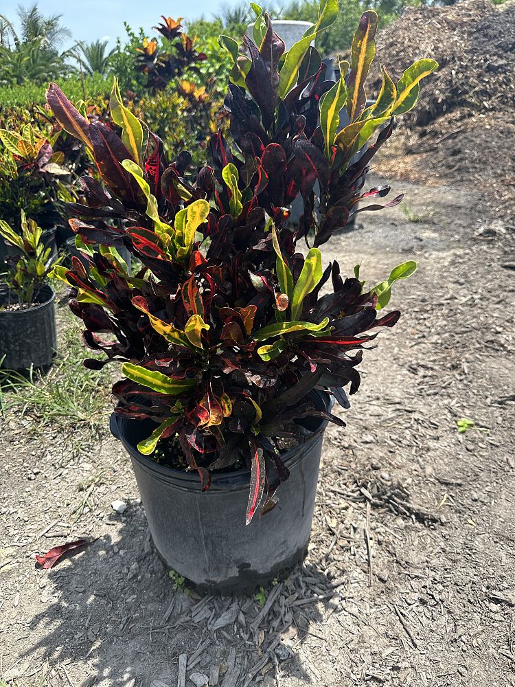 codiaeum-variegatum-mammey-croton