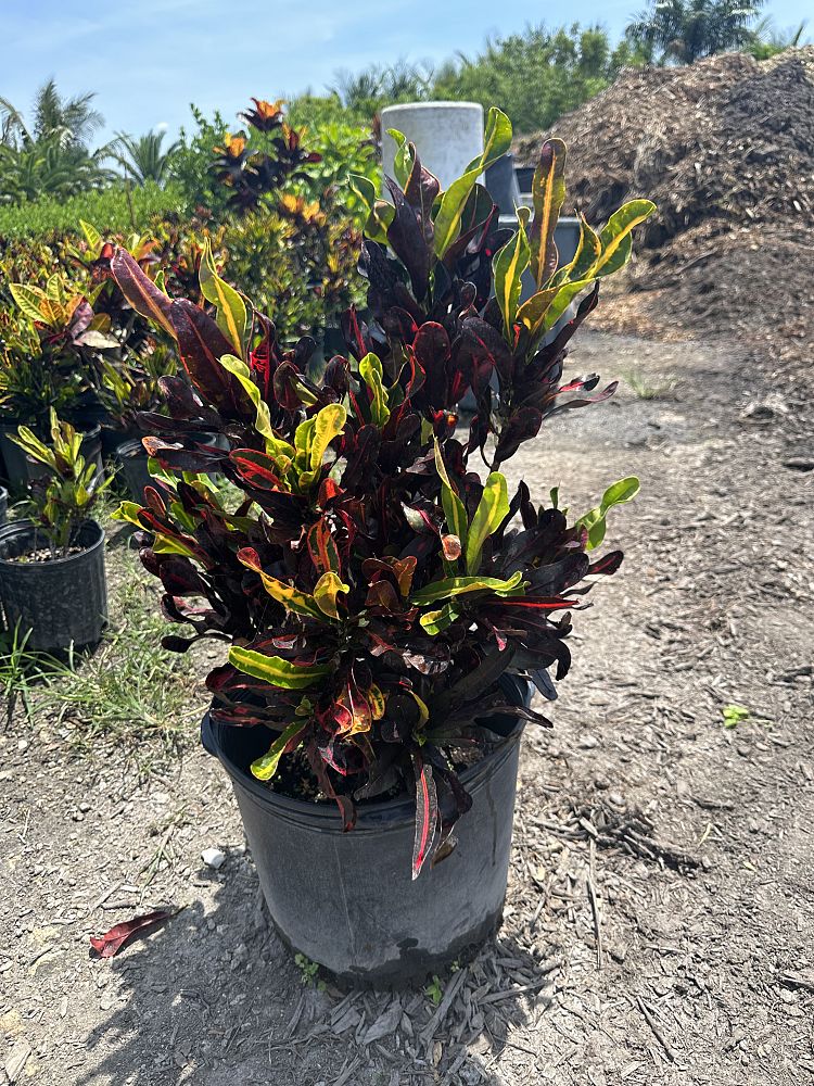 codiaeum-variegatum-mammey-croton