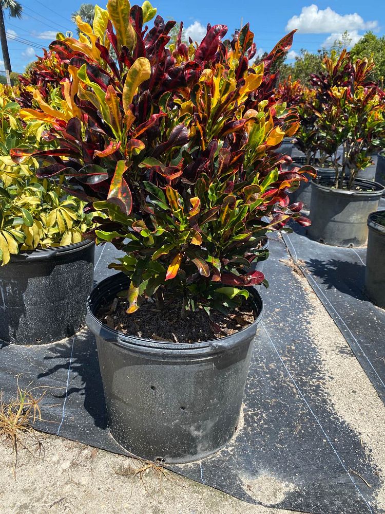 codiaeum-variegatum-mammey-croton