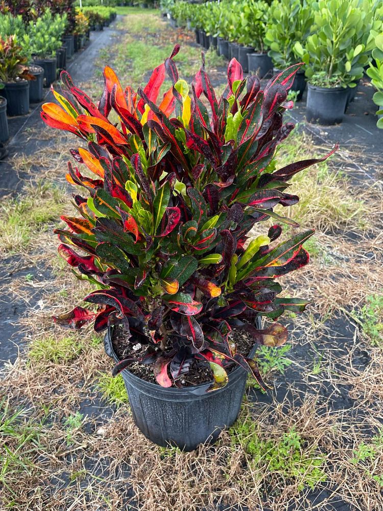 codiaeum-variegatum-mammey-croton