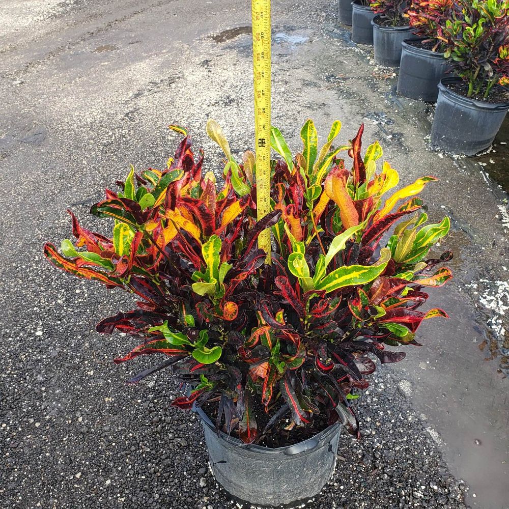 codiaeum-variegatum-mammey-croton